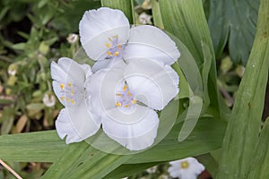 Spiderwort Tradescantia andersoniana Osprey, close-up white Dayflowers