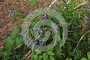 Spiderwort/Tradescantia ohiensis photo