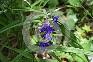 Spiderwort/Tradescantia ohiensis photo