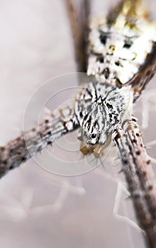 Spidey pattern close up