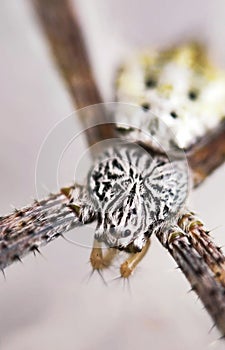 Spidey pattern close up