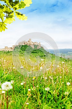 Spies castle and dandelions