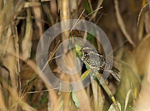 Spiesstaartnachtzwaluw, Scissor-tailed Nightjar, Hydropsalis tor