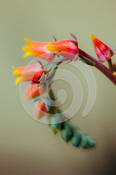 The spike the beginning of a life