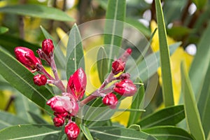 The spike the beginning of a life