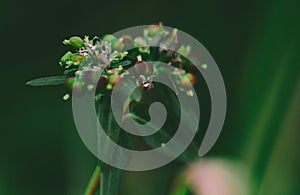 The spike the beginning of a life