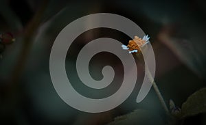 The spike the beginning of a life