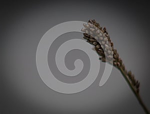 The spike the beginning of a life