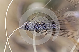 Spike of black emmer wheat Triticum dicoccon var. atratum