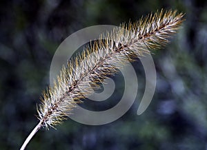 Spike bristle uncultivated grass close-up