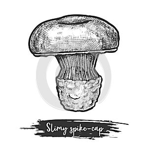 Spike-cap or slimy spike cap sketch. Mushroom
