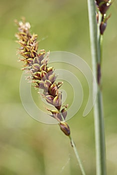 Spike of Carex flacca Schreb. subsp. Flacca photo