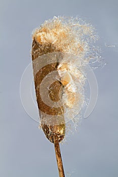 Spike of Cattail or Bulrush