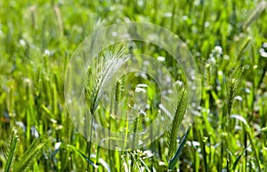 Spike closeup on background of green grass
