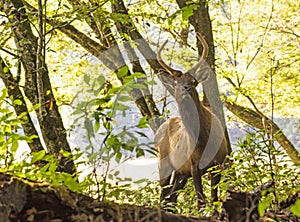 A spike elk in the edge of woods.