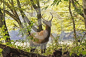 A spike elk among yellow leaves in fall.