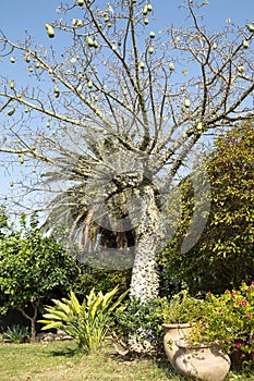 A spike floss silk tree with fruits