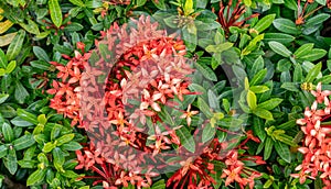 Spike flower. King Ixora blooming Ixora chinensis. Rubiaceae flower.