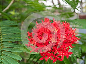 Spike flower, red flower spike and green leaves. spike flower