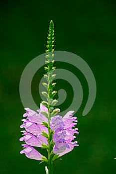 Spike inflorescence