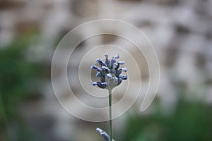 Spike lavender or Portuguese lavender, broadleaved lavender (Lavandula latifolia) flower close-up