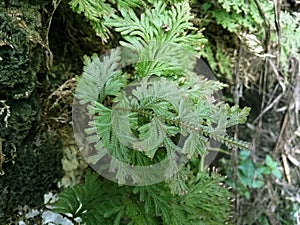 Spikemoss, Selaginella umbrosa on nature background