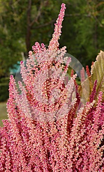 Spike-paniculate inflorescences of Amaranth Latin. Amaranthus or Schiritsa