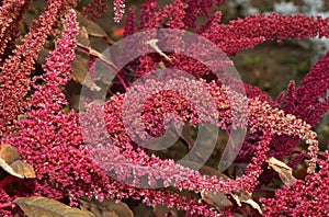 Spike-paniculate inflorescences of Amaranth Latin. Amaranthus or Schiritsa