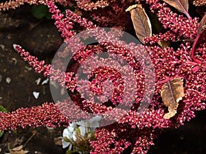 Spike-paniculate inflorescences of Amaranth Latin. Amaranthus or Schiritsa