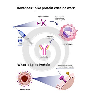 Spike protein vaccine mechanism of action. Coronavirus vaccine scheme