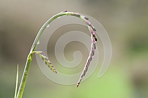 Spike of red and pink flower buds