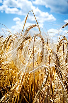 Spike of rye on a background of blue sky.