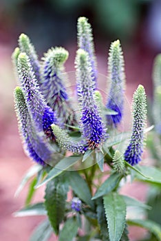 Spike Speedwell photo