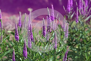 Spike Speedwell Flower photo