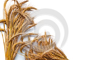 Spike view. Whole, barley, harvest wheat sprouts. Wheat grain ear or rye spike plant isolated on white background, for cereal