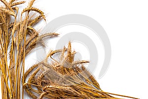 Spike view. Whole, barley, harvest wheat sprouts. Wheat grain ear or rye spike plant isolated on white background, for cereal