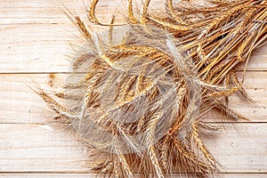 Spike view. Whole, barley, harvest wheat sprouts. Wheat grain ear or rye spike plant on wooden texture or brown natural cotton