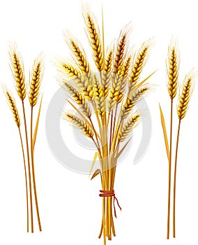 Spike of wheat