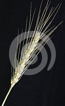 A spike of wheat