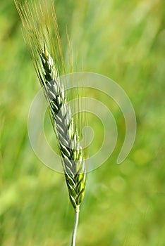 Spike of wheat