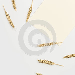 Spike of wheat close up. Cereal crop. Rich harvest creative concept. Still life image with natural ears of plant
