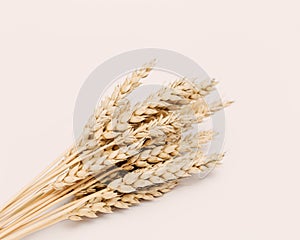 Spike of wheat close up. Cereal crop. Rich harvest creative concept. Still life image with natural ears of plant