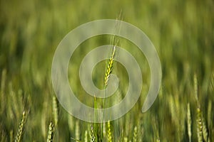 Spike of wheat crop