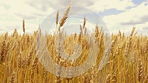 Spike of wheat on the field close-up against the background of a cloudy sky. Wheat ready for harvesting. Ripe wheat, in