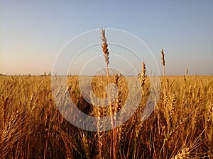 Spike of wheat with florets