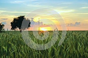 Spike of wheat with grains close-up in a field at sunset in summer. Agricultural background