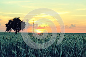 Spike of wheat with grains close-up in a field at sunset in summer. Agricultural background