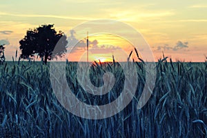 Spike of wheat with grains close-up in a field at sunset in summer. Agricultural background