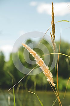 A spike of wheat in the summer in the field