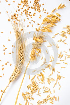 Spike of wheat and wheat grains. Ears of oats and oat grains